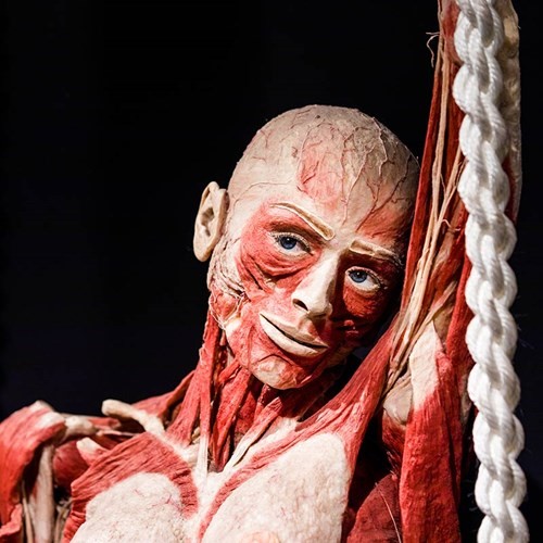 2018_tgi_body_worlds_2.jpg